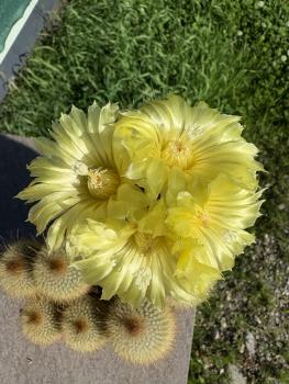 Notocactus leninghausii